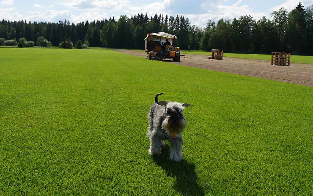 Siirtonurmikko