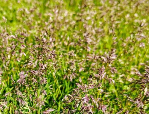 Onko nurmikkoosi ilmestynyt röyhyjä?