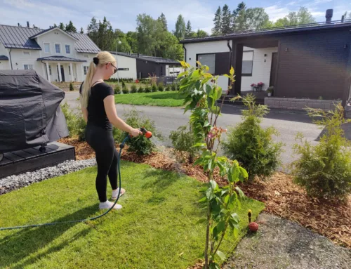 Siirtonurmikon asennus helteellä