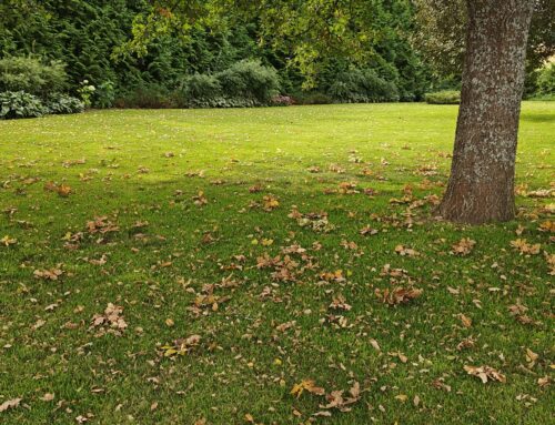 Syksyn nurmikonhoito-ohjeistus kotipihalle