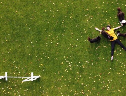 Sannin nurmitarina – Premium-nurmikkoa agilitykentälle